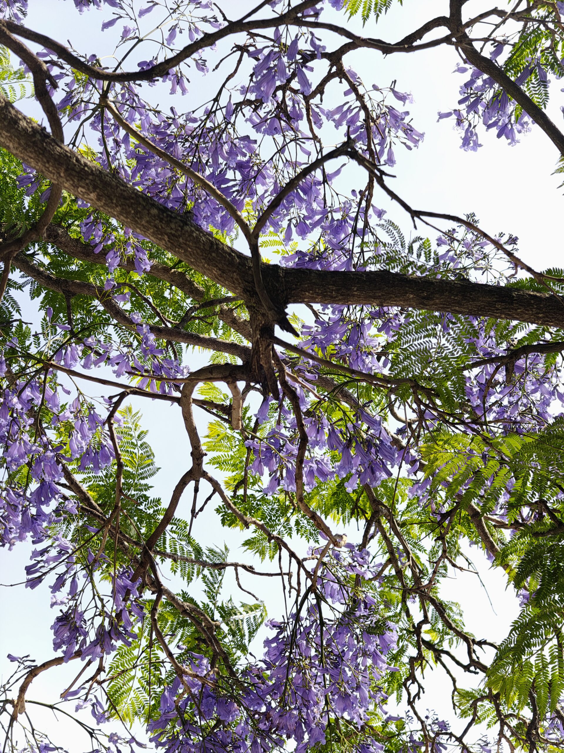 IMG_20250611_163511737_HDR_AE